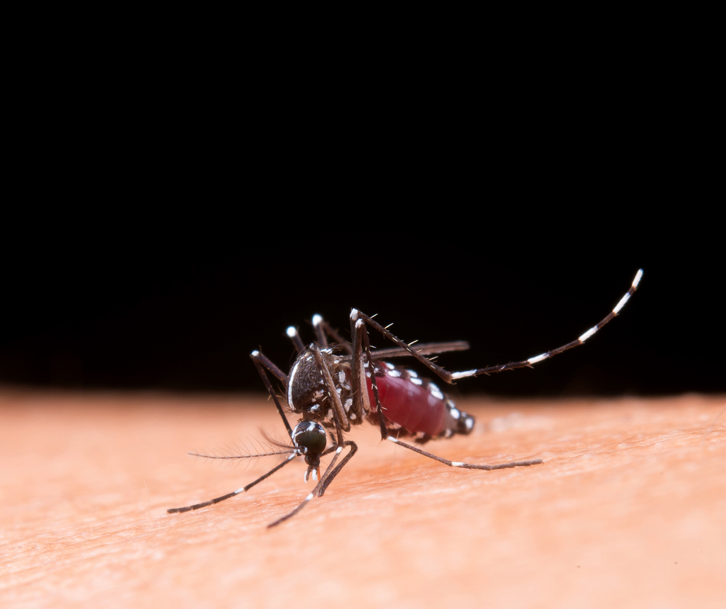 Sarandi registra estabilidade nos casos de dengue e mantém ações de prevenção